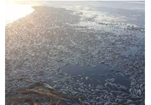 ���ɹź��ױ�����������Ⱦ ����������.��...