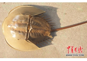 ���������߷����ǧֻ��·�������л��ס���...